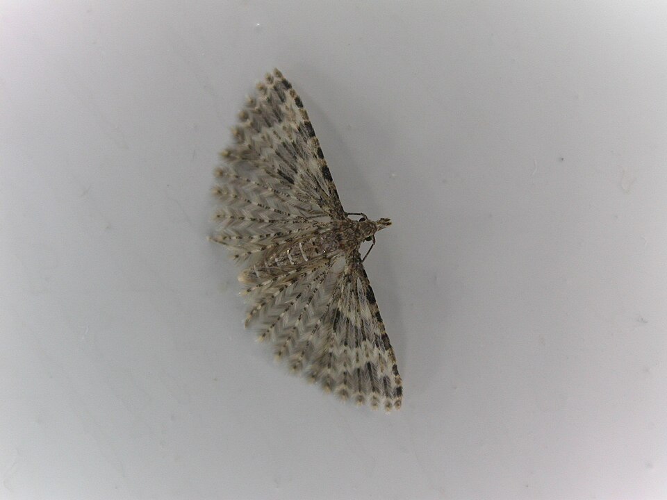 Photo of Twenty-plume moth