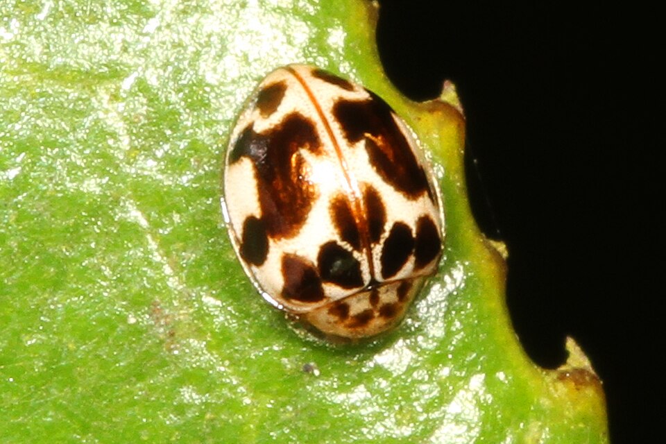 Photo of Twenty-spotted ladybird