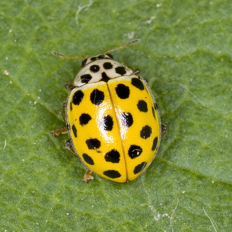 Photo of Õnnetriinu
