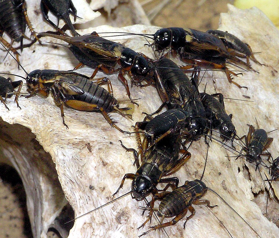 Photo of Two-spotted cricket