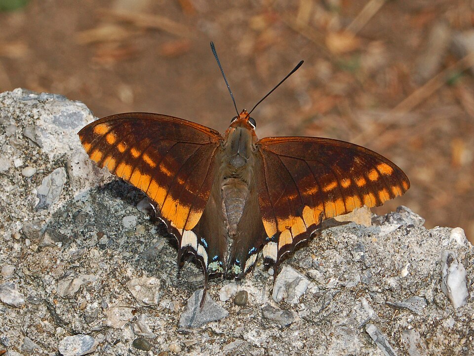Photo of Two-tailed pasha