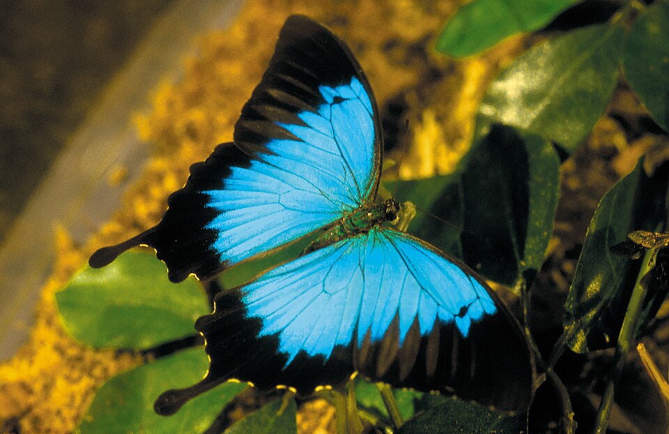 Photo of Ulysses butterfly
