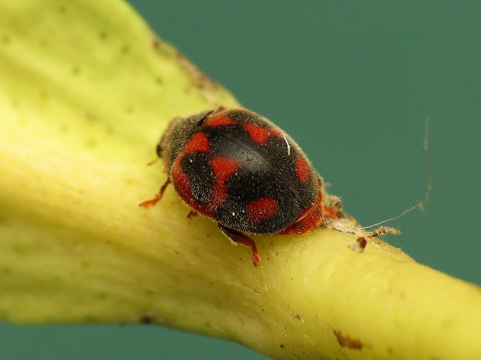 Photo of Vedalia beetle