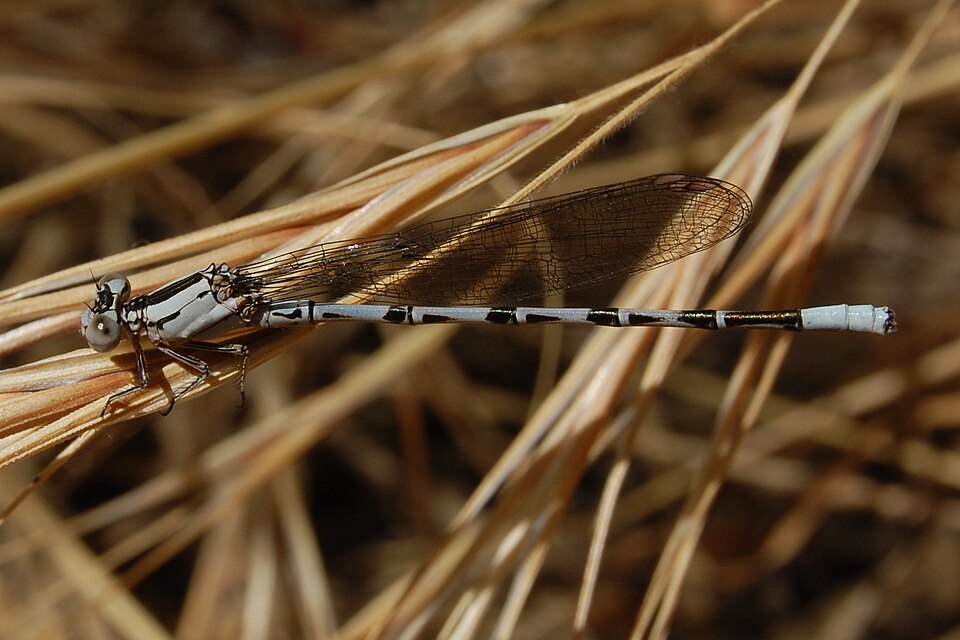 Photo of Vivid dancer