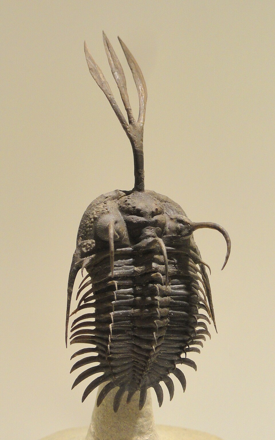 Photo of Walliserops