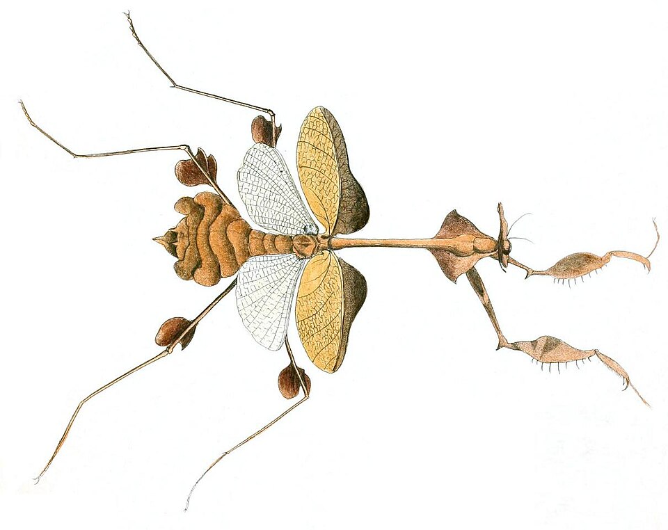 Photo of Wandering violin mantis