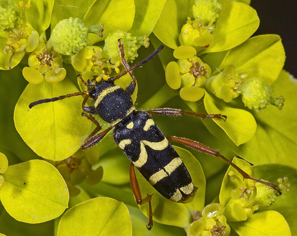 Photo of Tamme-kirisikk