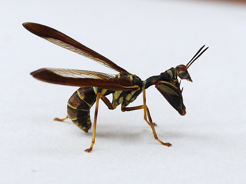 Photo of Wasp mantidfly