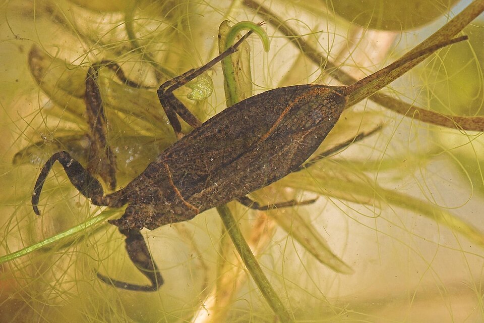 Photo of Water scorpion