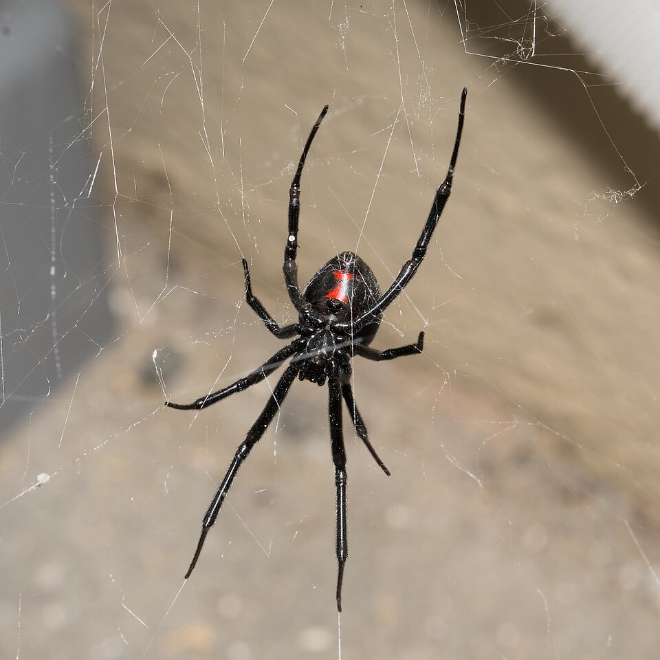 Photo of Western black widow