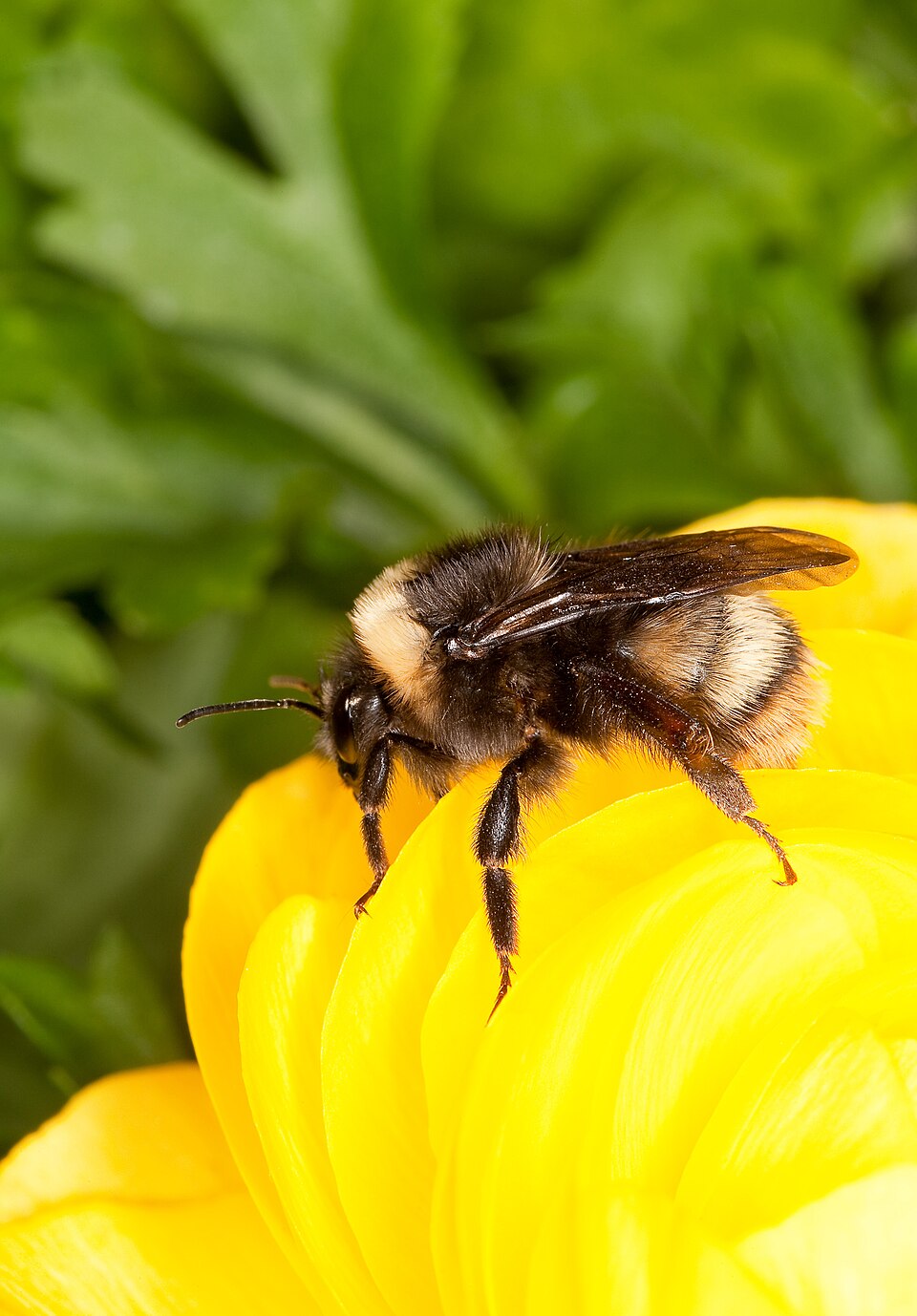 Photo of Western bumblebee