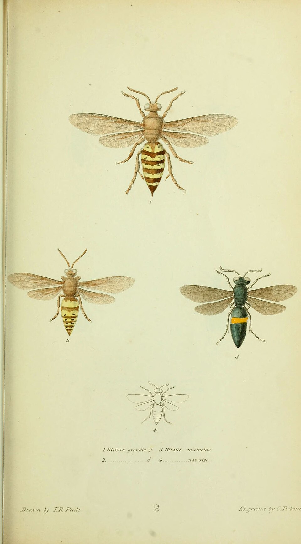 Photo of Western cicada killer