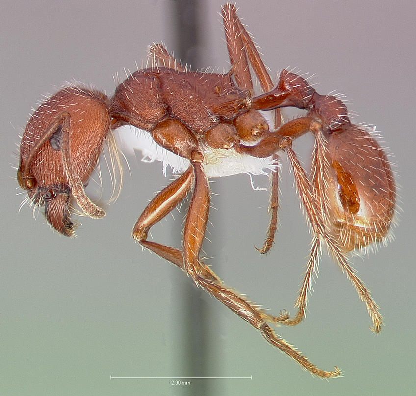 Photo of Western harvester ant