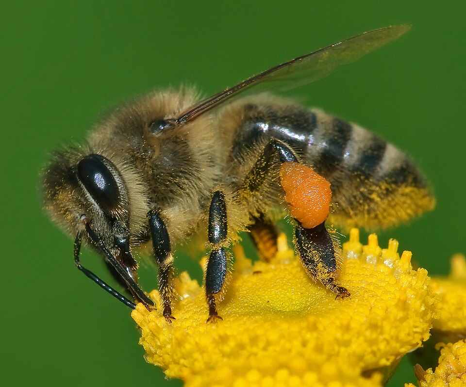 Photo of Western honey bee