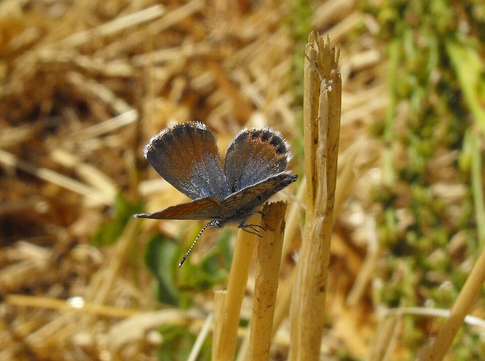 Photo of Western pygmy blue