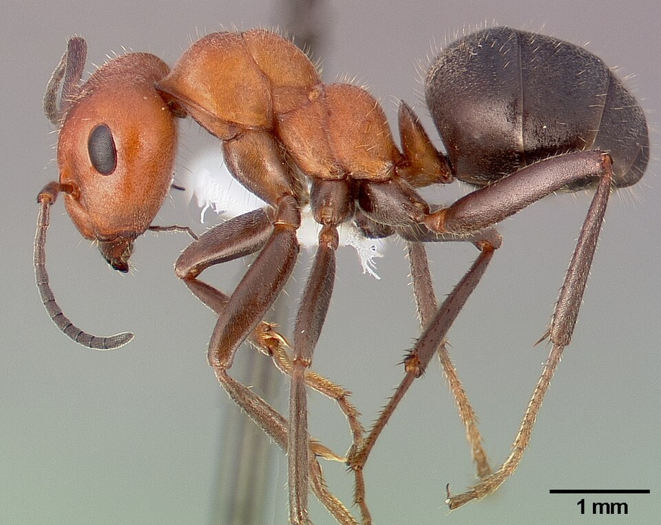 Photo of Western thatching ant