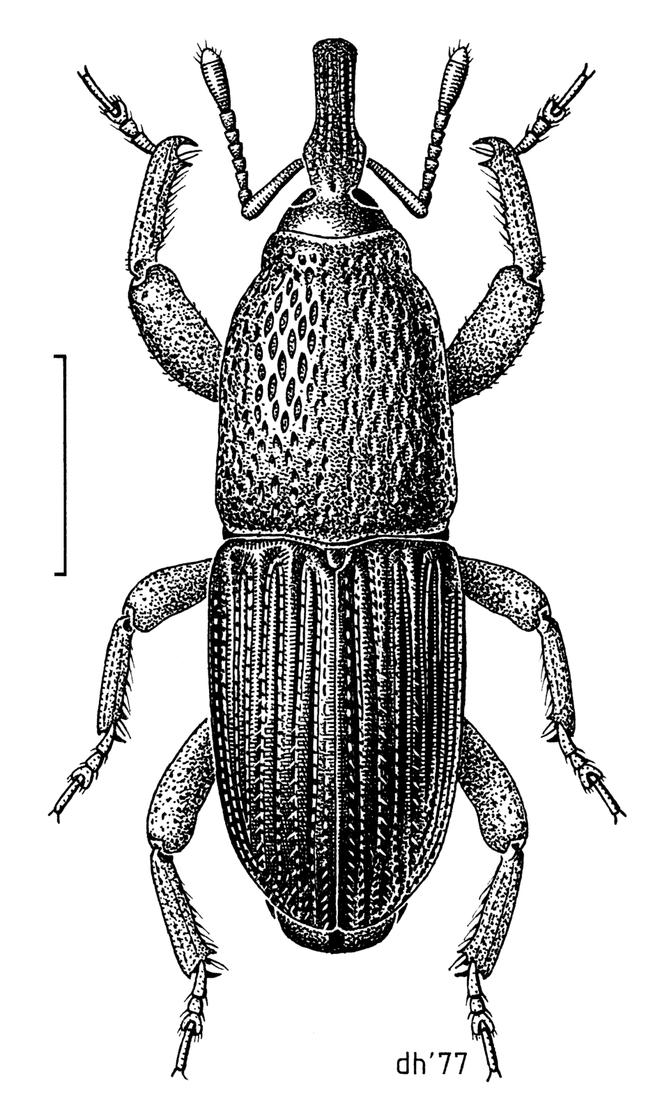 Photo of Wheat weevil