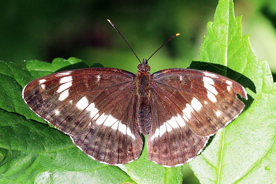Photo of White admiral