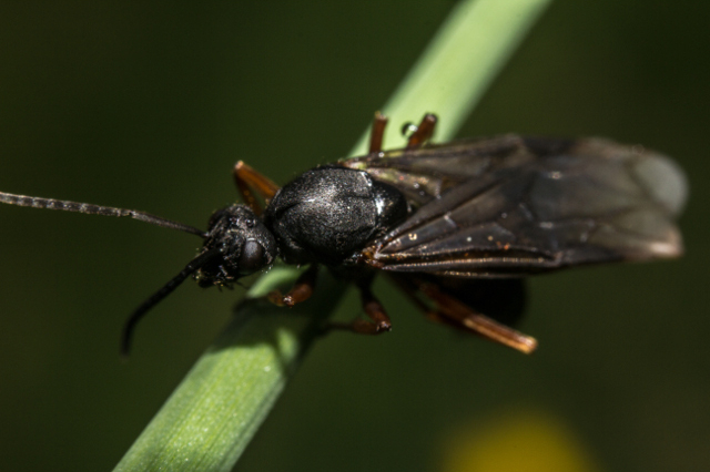 Photo of White butterfly parasite wasp