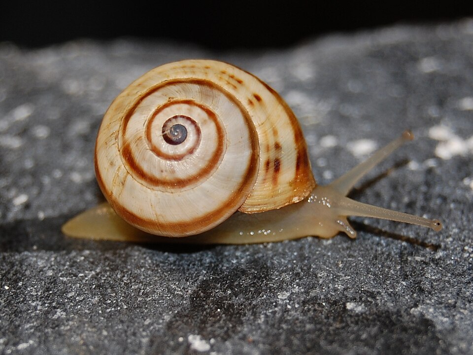 Photo of White garden snail