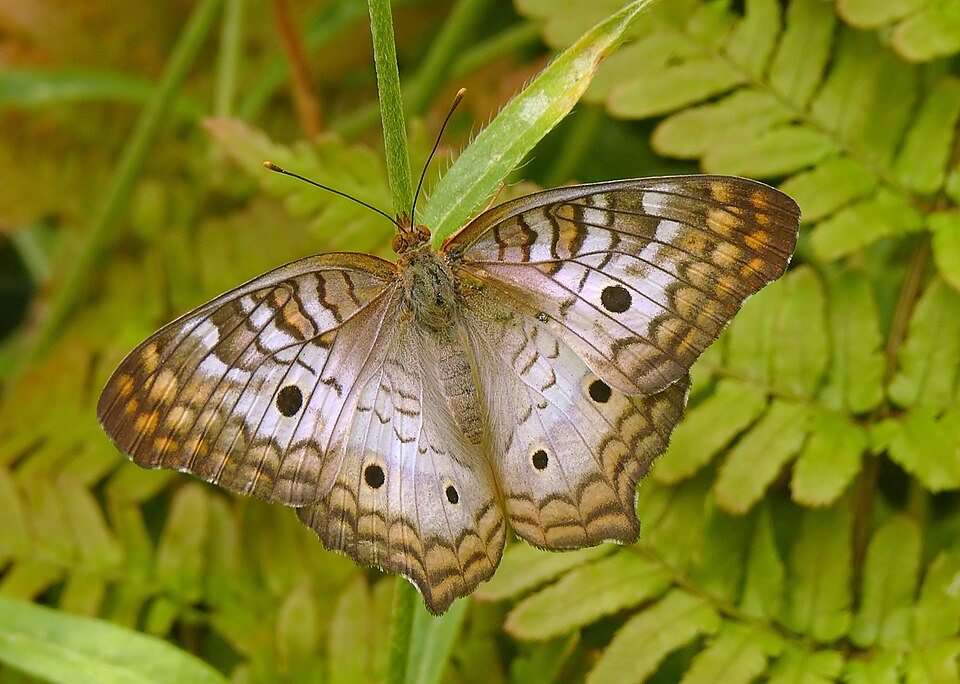 Photo of White peacock