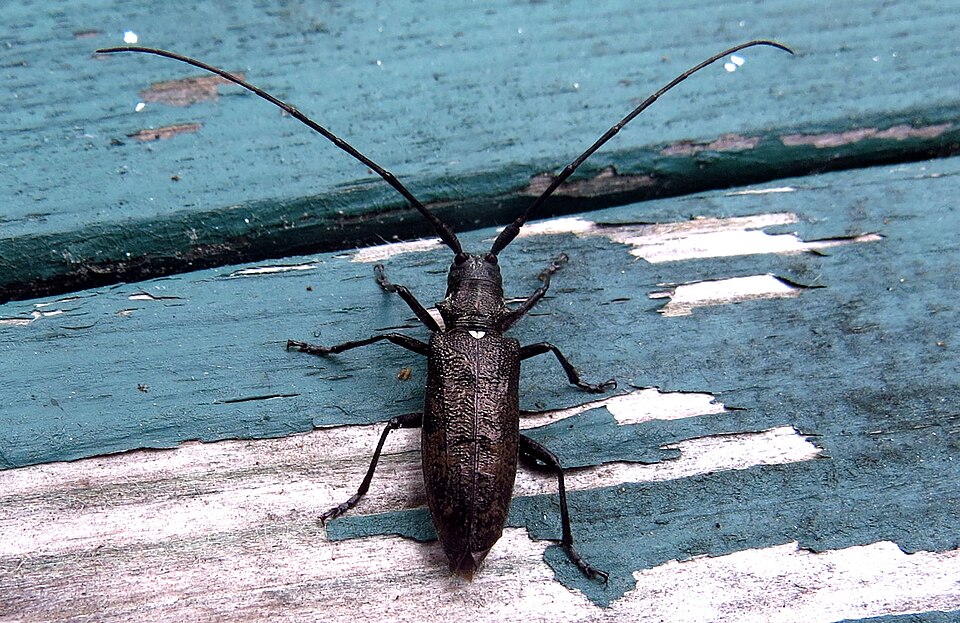 Photo of White-spotted sawyer