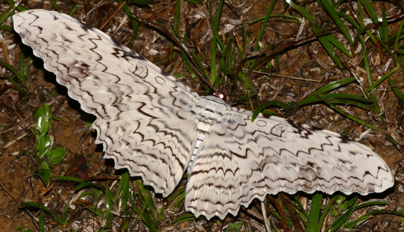 Photo of White witch