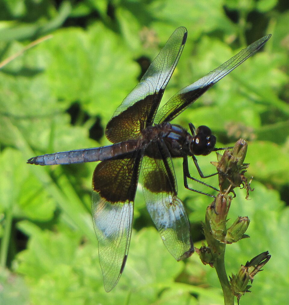 Photo of Widow skimmer