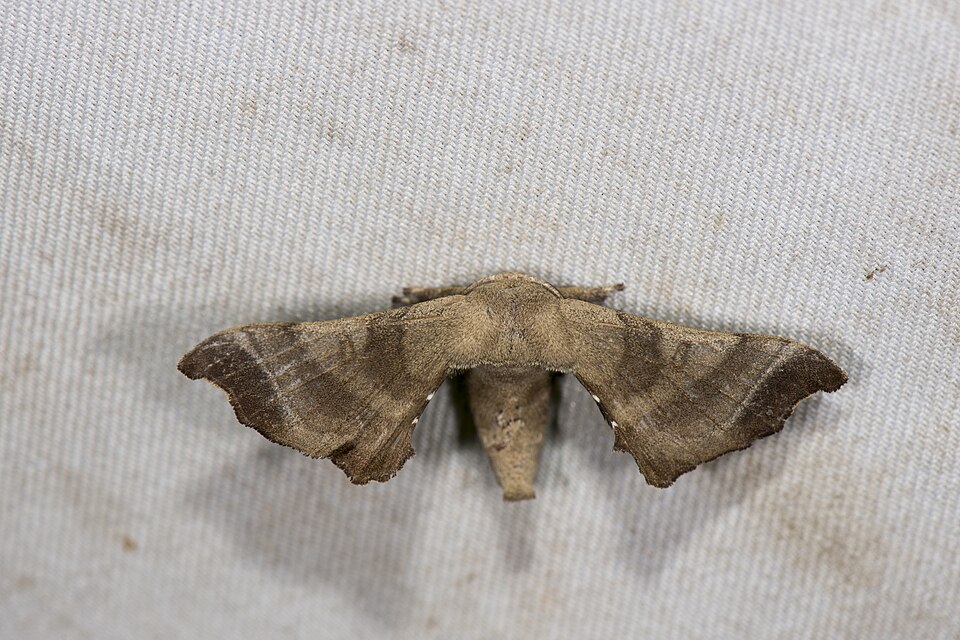 Photo of Wild silk moth