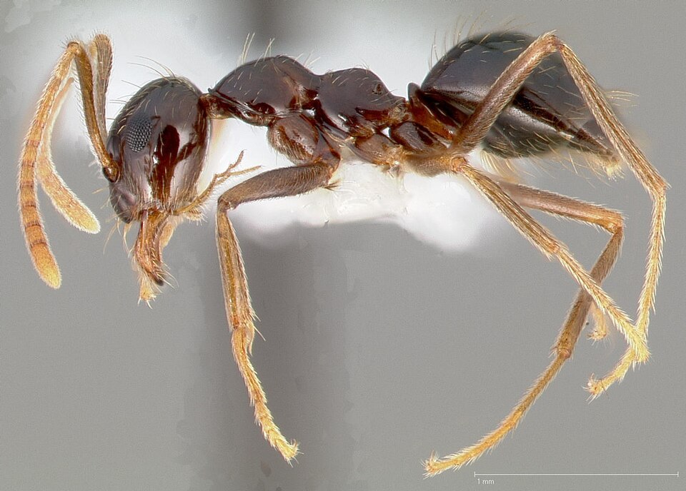 Photo of Winter ant