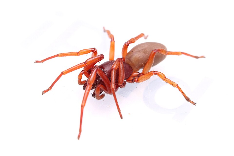 Photo of Woodlouse spider