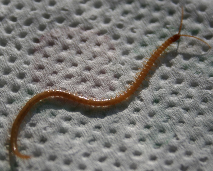 Photo of Yellow earth centipede