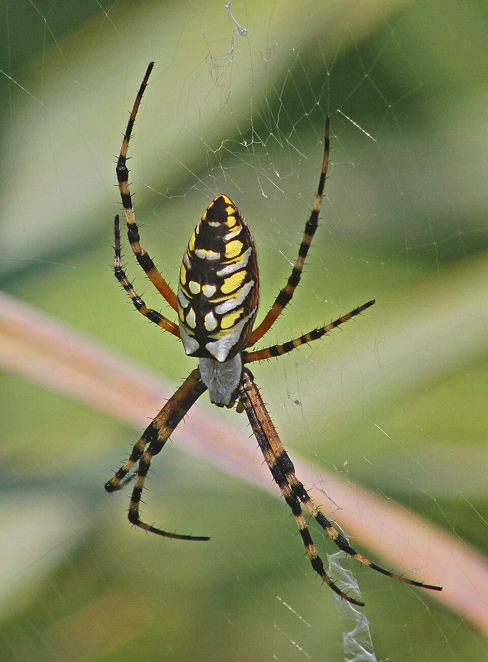 Photo of Yellow garden spider