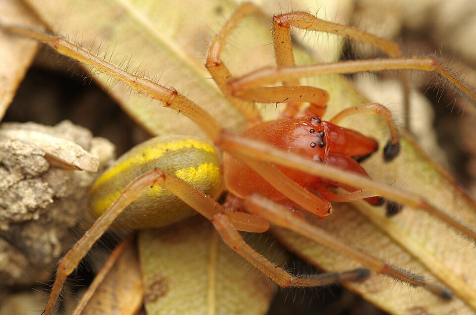 Photo of Yellow sac spider