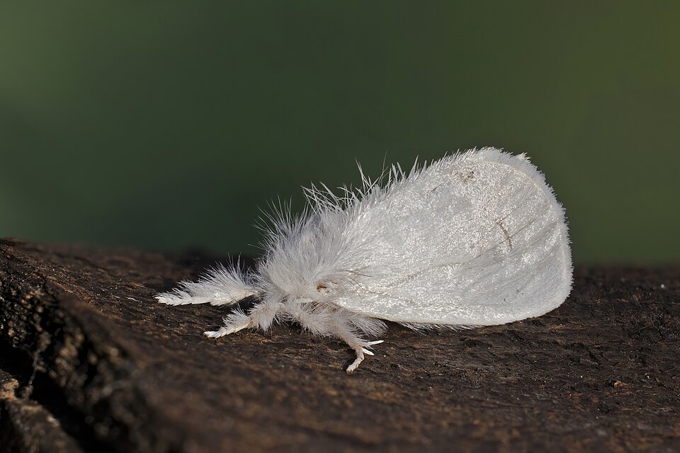 Photo of Yellow-tail moth