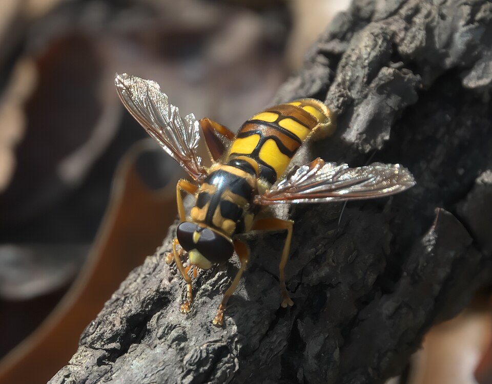 Photo of Yellowjacket hoverfly