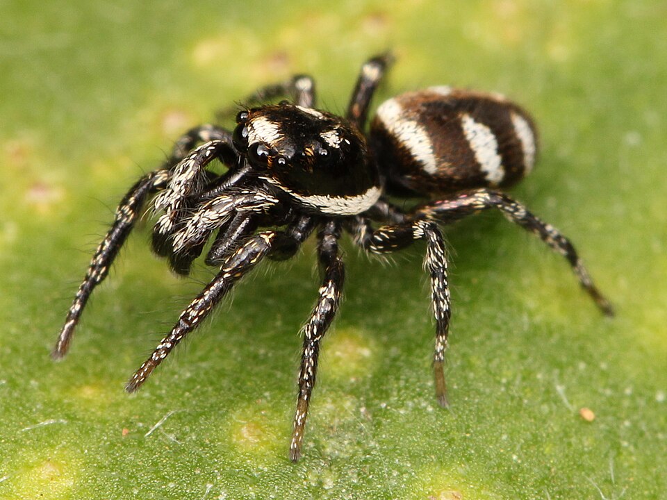 Photo of Zebra jumping spider