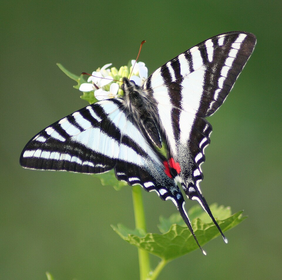 Photo of Zebra swallowtail